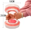 Bàn chải giảng dạy nha sĩ - Mô hình răng giả lớn cho răng non, giảm giá 20% - 234.672 VND 7
