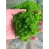 Bột Cỏ Rêu Nhựa Làm Lá Cây - Mảng Rêu, Rêu Sợi Nhựa Gai, Giá chỉ 12.000đ 8