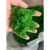 Bột Cỏ Rêu Nhựa Làm Lá Cây - Mảng Rêu, Rêu Sợi Nhựa Gai, Giá chỉ 12.000đ 9