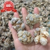 Bột Tam Thất Hà Giang 200g Loại 70 Củ Giảm Giá - Mua Chỉ 165.000đ 5