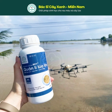BS11 Plus Quản Lí Lúa Lộn Dạng Lỏng - Diệt Cỏ Lúa Ma, Không Ảnh Hưởng Lúa Sạ, Giá 240k 2