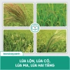 BS11 Plus Quản Lí Lúa Lộn Dạng Lỏng - Diệt Cỏ Lúa Ma, Không Ảnh Hưởng Lúa Sạ, Giá 240k 5