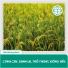 BS17 Litium Vô Gạo Nhanh Giữ Xanh Lá Đòng, Lúa Trổ Thoát Chắc Hạt, Bác Sĩ Cây Xanh, Giá 212.000 (giảm từ 269.240) 4