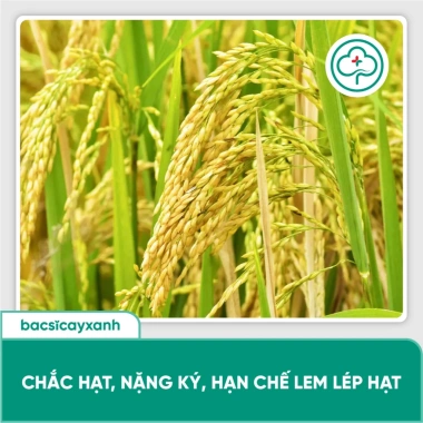 BS17 Litium Vô Gạo Nhanh Giữ Xanh Lá Đòng, Lúa Trổ Thoát Chắc Hạt, Bác Sĩ Cây Xanh, Giá 212.000 (giảm từ 269.240)