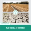 BS20 Sali Xử Lý Đất Nhiễm Mặn - Phục Hồi Cây Nhanh, Tăng Độ Kháng - Giá Ưu Đãi 212.000 VNĐ 4