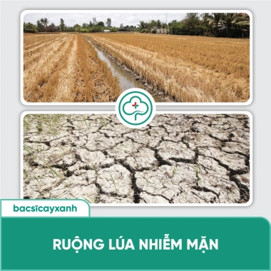 BS20 Sali Xử Lý Đất Nhiễm Mặn - Phục Hồi Cây Nhanh, Tăng Độ Kháng - Giá Ưu Đãi 212.000 VNĐ