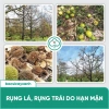 BS20 Sali Xử Lý Đất Nhiễm Mặn - Phục Hồi Cây Nhanh, Tăng Độ Kháng - Giá Ưu Đãi 212.000 VNĐ 5