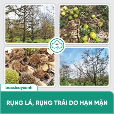 BS20 Sali Xử Lý Đất Nhiễm Mặn - Phục Hồi Cây Nhanh, Tăng Độ Kháng - Giá Ưu Đãi 212.000 VNĐ 5 BS20 Sali Xử Lý Đất Nhiễm Mặn - Phục Hồi Cây Nhanh, Tăng Độ Kháng - Giá Ưu Đãi 212.000 VNĐ 5