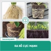 BS29 Siêu Lân - Ra Rễ, Đẻ Nhánh, Phục Hồi Cây, Tăng Hấp Thu Dinh Dưỡng 4