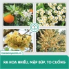 BS30 Đạm Cá Hữu Cơ Thuỷ Phân - Kích Rễ, Ra Hoa, Nuôi Trái, Dinh Dưỡng Cây Trồng 4