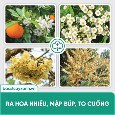 BS30 Đạm Cá Hữu Cơ Thuỷ Phân - Kích Rễ, Ra Hoa, Nuôi Trái, Dinh Dưỡng Cây Trồng 4