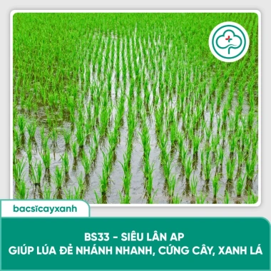 BS33 Siêu Lân AP – Kích rễ lúa, nở bụi đẻ nhánh, hạn chế nghẹt rễ, giá ưu đãi 186,120₫ 4