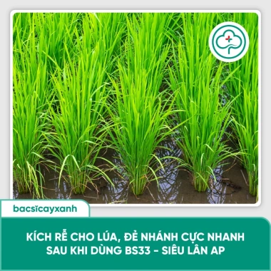 BS33 Siêu Lân AP – Kích rễ lúa, nở bụi đẻ nhánh, hạn chế nghẹt rễ, giá ưu đãi 186,120₫ 5