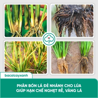 BS33 Siêu Lân AP – Kích rễ lúa, nở bụi đẻ nhánh, hạn chế nghẹt rễ, giá ưu đãi 186,120₫ 6