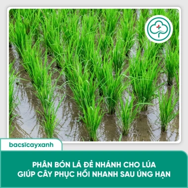 BS33 Siêu Lân AP – Kích rễ lúa, nở bụi đẻ nhánh, hạn chế nghẹt rễ, giá ưu đãi 186,120₫ 7