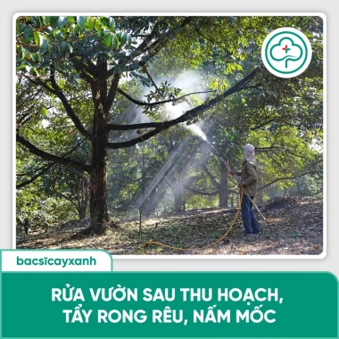 BS37 Nano Đồng Diệt Nấm Khuẩn - Lưu Dẫn Nhanh, Rửa Vườn, Tẩy Rong Rêu - Bác Sĩ Cây Xanh 226k