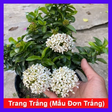 Cây Bông Trang Trắng Mẫu Đơn - Cây cảnh trong nhà, giá ưu đãi 45.000đ
