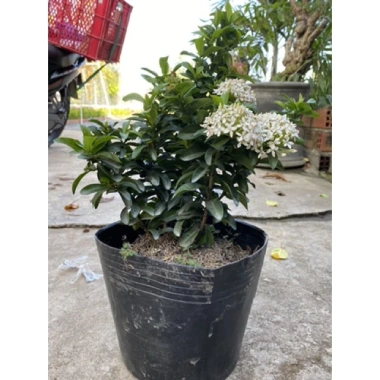 Cây Bông Trang Trắng Mẫu Đơn - Cây cảnh trong nhà, giá ưu đãi 45.000đ