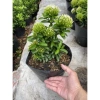 Cây Bông Trang Trắng Mẫu Đơn - Cây cảnh trong nhà, giá ưu đãi 45.000đ 3