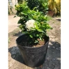 Cây Bông Trang Trắng Mẫu Đơn - Cây cảnh trong nhà, giá ưu đãi 45.000đ 4
