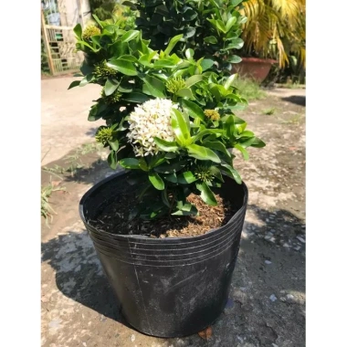 Cây Bông Trang Trắng Mẫu Đơn - Cây cảnh trong nhà, giá ưu đãi 45.000đ