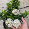 Cây Bông Trang Trắng Mẫu Đơn - Cây cảnh trong nhà, giá ưu đãi 45.000đ 5