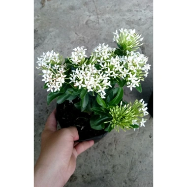 Cây Bông Trang Trắng Mẫu Đơn - Cây cảnh trong nhà, giá ưu đãi 45.000đ