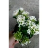 Cây Bông Trang Trắng Mẫu Đơn - Cây cảnh trong nhà, giá ưu đãi 45.000đ 7