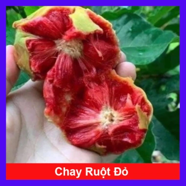 Cây chay giống ruột đỏ F1 - Giao nhanh như video, chỉ 25.000₫ (giá gốc 30.500₫)