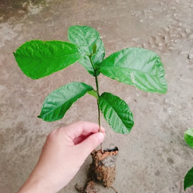 Cây chay giống ruột đỏ F1 - Giao nhanh như video, chỉ 25.000₫ (giá gốc 30.500₫) 2 Cây chay giống ruột đỏ F1 - Giao nhanh như video, chỉ 25.000₫ (giá gốc 30.500₫) 2