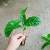 Cây chay giống ruột đỏ F1 - Giao nhanh như video, chỉ 25.000₫ (giá gốc 30.500₫) 3