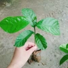 Cây chay giống ruột đỏ F1 - Giao nhanh như video, chỉ 25.000₫ (giá gốc 30.500₫) 4