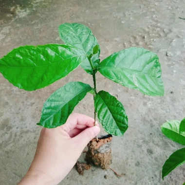 Cây chay giống ruột đỏ F1 - Giao nhanh như video, chỉ 25.000₫ (giá gốc 30.500₫)