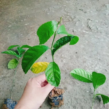 Cây chay giống ruột đỏ F1 - Giao nhanh như video, chỉ 25.000₫ (giá gốc 30.500₫)