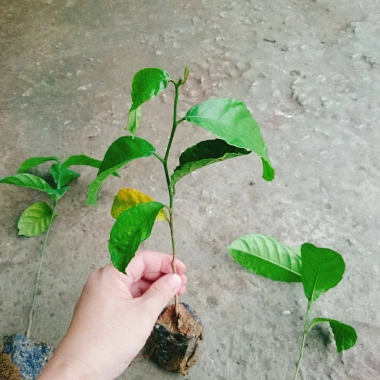 Cây chay giống ruột đỏ F1 - Giao nhanh như video, chỉ 25.000₫ (giá gốc 30.500₫)