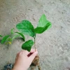 Cây chay giống ruột đỏ F1 - Giao nhanh như video, chỉ 25.000₫ (giá gốc 30.500₫) 7