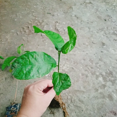 Cây chay giống ruột đỏ F1 - Giao nhanh như video, chỉ 25.000₫ (giá gốc 30.500₫)
