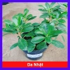 Cây Da Nhật Bonsai Để Bàn - May Mắn Phong Thủy, Giá Ưu Đãi 45.000₫