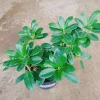 Cây Da Nhật Bonsai Để Bàn - May Mắn Phong Thủy, Giá Ưu Đãi 45.000₫ 2