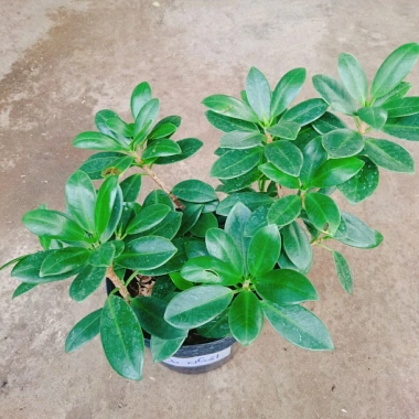 Cây Da Nhật Bonsai Để Bàn - May Mắn Phong Thủy, Giá Ưu Đãi 45.000₫ 2