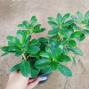 Cây Da Nhật Bonsai Để Bàn - May Mắn Phong Thủy, Giá Ưu Đãi 45.000₫ 3