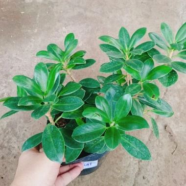 Cây Da Nhật Bonsai Để Bàn - May Mắn Phong Thủy, Giá Ưu Đãi 45.000₫ 3