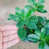 Cây Da Nhật Bonsai Để Bàn - May Mắn Phong Thủy, Giá Ưu Đãi 45.000₫ 4