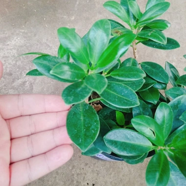 Cây Da Nhật Bonsai Để Bàn - May Mắn Phong Thủy, Giá Ưu Đãi 45.000₫ 4