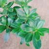 Cây Da Nhật Bonsai Để Bàn - May Mắn Phong Thủy, Giá Ưu Đãi 45.000₫ 6