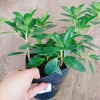 Cây Da Nhật Bonsai Để Bàn - May Mắn Phong Thủy, Giá Ưu Đãi 45.000₫ 7