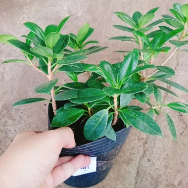 Cây Da Nhật Bonsai Để Bàn - May Mắn Phong Thủy, Giá Ưu Đãi 45.000₫ 7