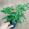 Cây Da Nhật Bonsai Để Bàn - May Mắn Phong Thủy, Giá Ưu Đãi 45.000₫ 8