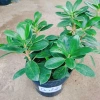 Cây Da Nhật Bonsai Để Bàn - May Mắn Phong Thủy, Giá Ưu Đãi 45.000₫ 9