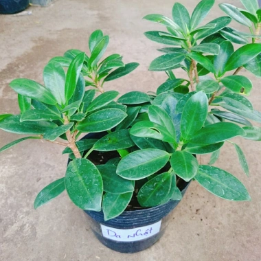 Cây Da Nhật Bonsai Để Bàn - May Mắn Phong Thủy, Giá Ưu Đãi 45.000₫ 9
